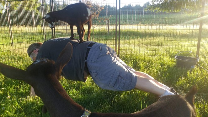 Goat Yoga!