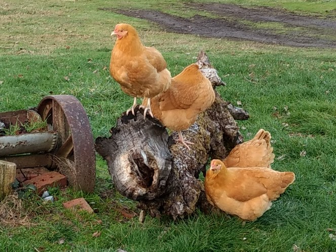 IMG_20171208_160447349