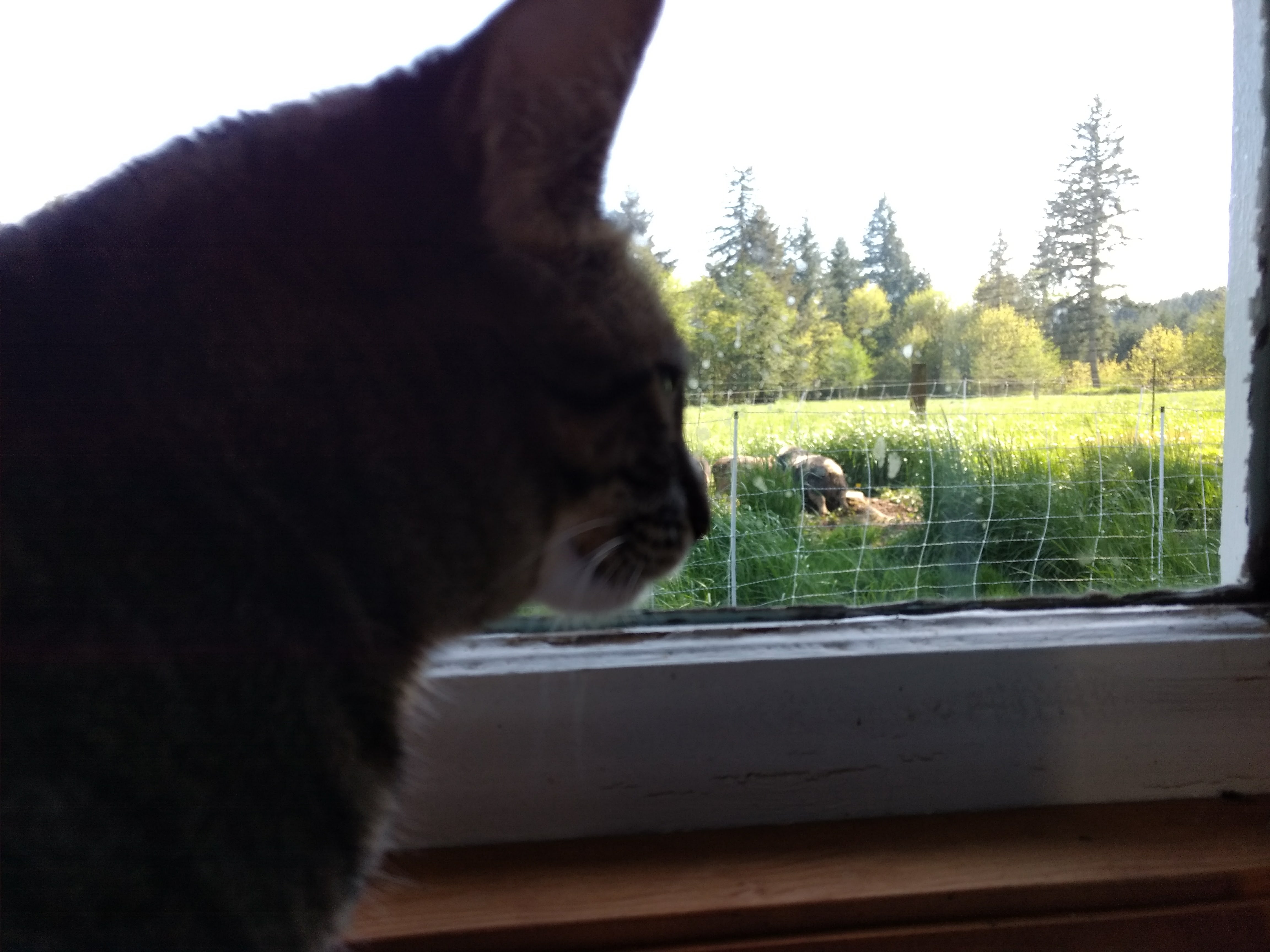 Grace Kitty watching the pigs